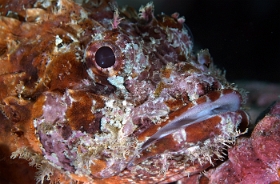 Birmanie - Mergui - 2018 - DSC03025  - Tasseled scorpionfish - Poisson scorpion a houpe - Scorpaenopsis oxycephala